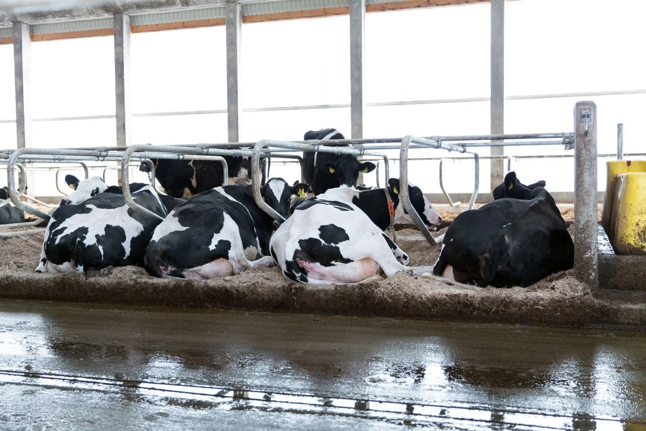 Give The Cows Some Rest - Dairy Farming