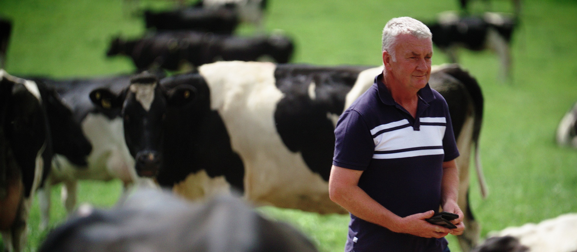 Joe O'Rourke cows