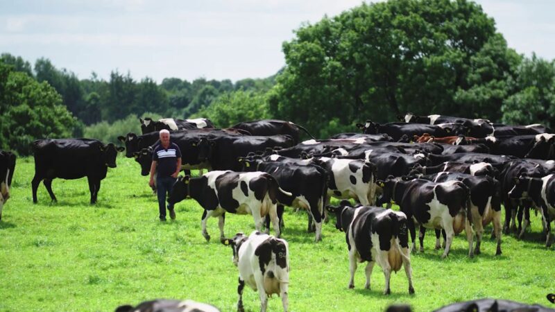 Cows in the field