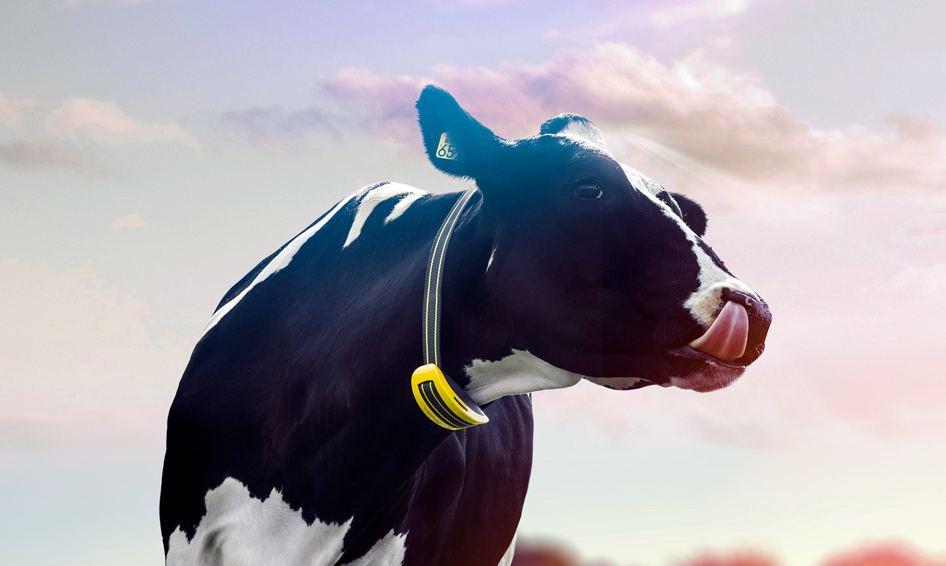 Nedap Cow Monitoring New Zealand - Dairy Farming