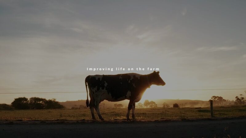 Cow at dawn